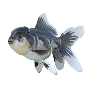 3D Oranda Black and White Goldfish model