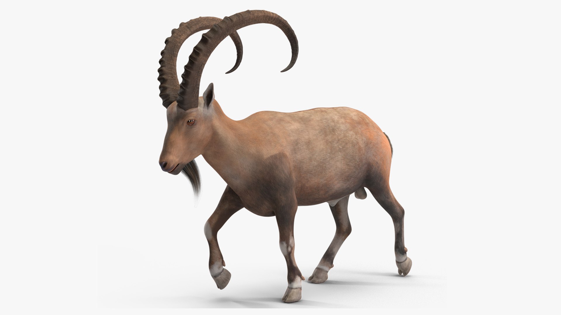 Alpine Ibex Rigged for Maya 3D model preview