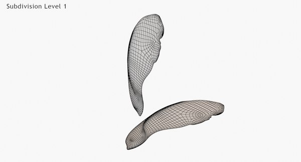 단풍 나무 씨앗 3D 모델 - TurboSquid 1404033