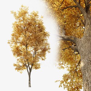 Autumn Alnus glutinosa 3D model