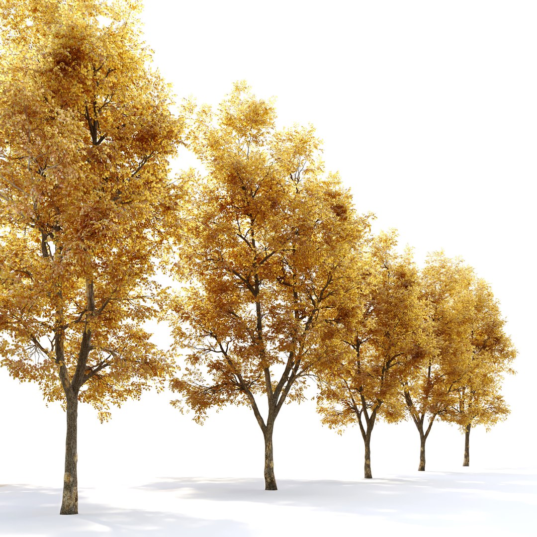 Autumn Alnus Glutinosa 3D Model - TurboSquid 1956943