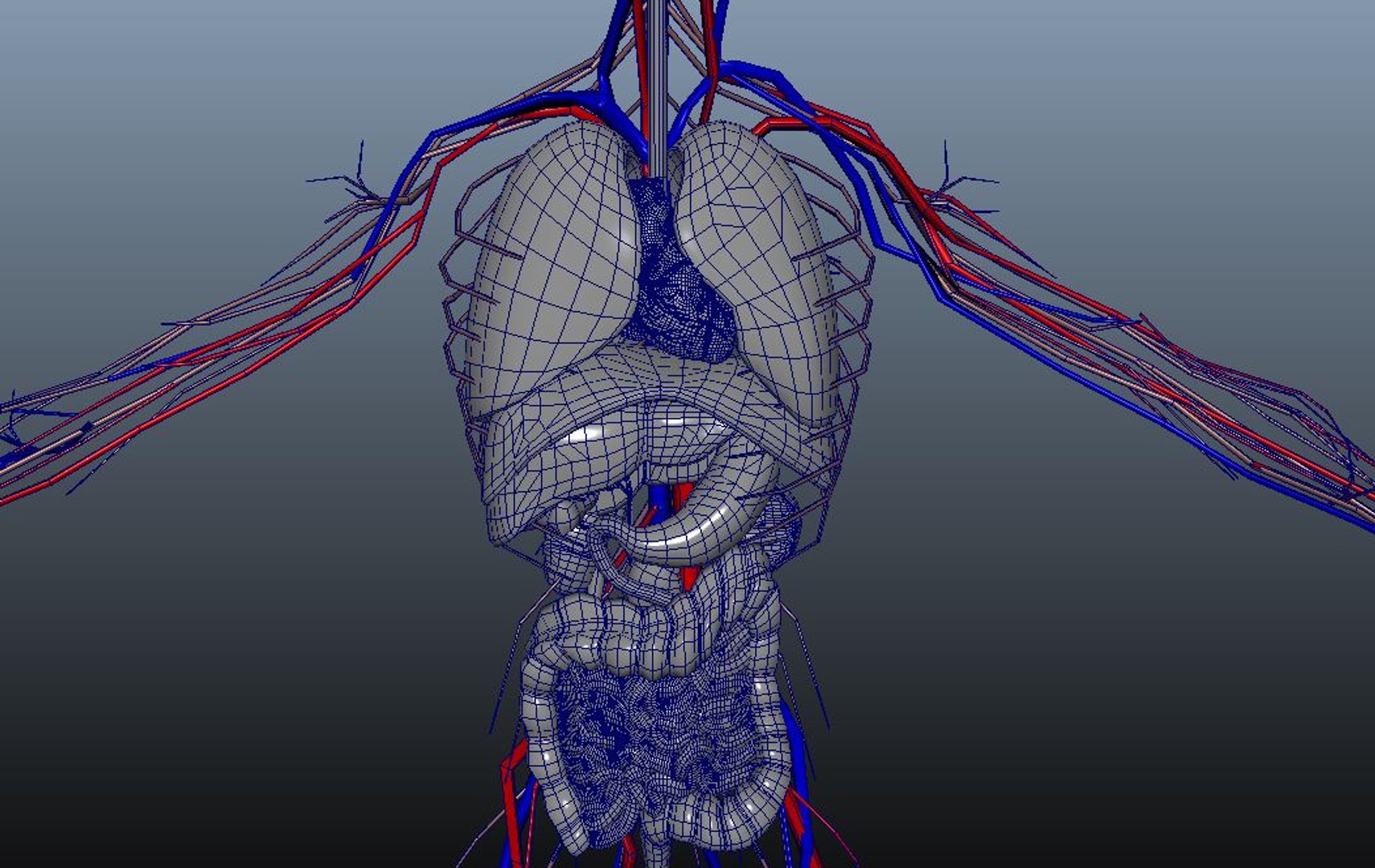Human anatomy 3D model - TurboSquid 1461916