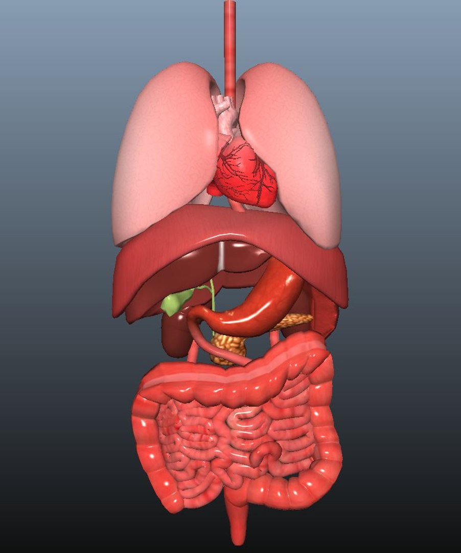 Human anatomy 3D model - TurboSquid 1461916
