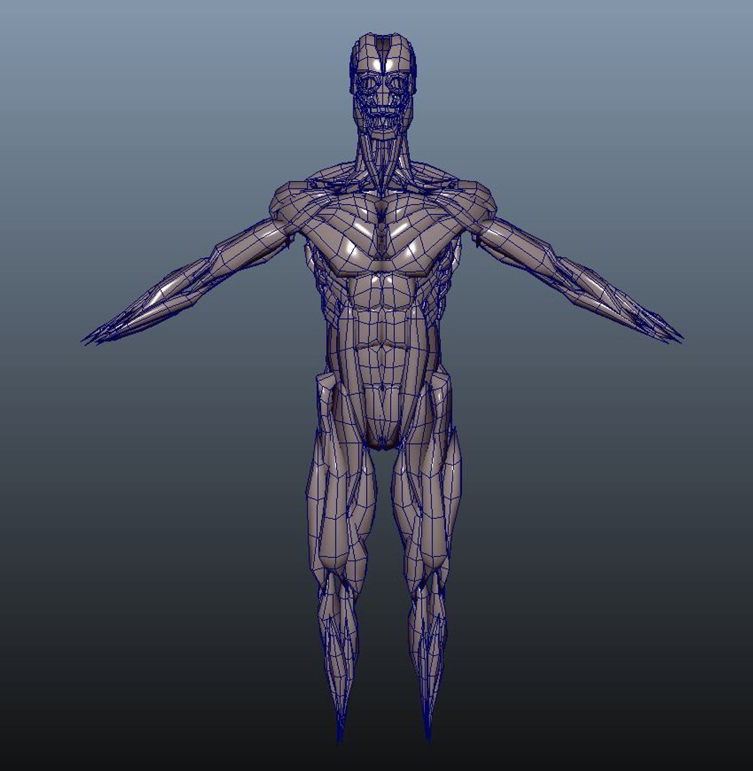 Human anatomy 3D model Biology Diagrams