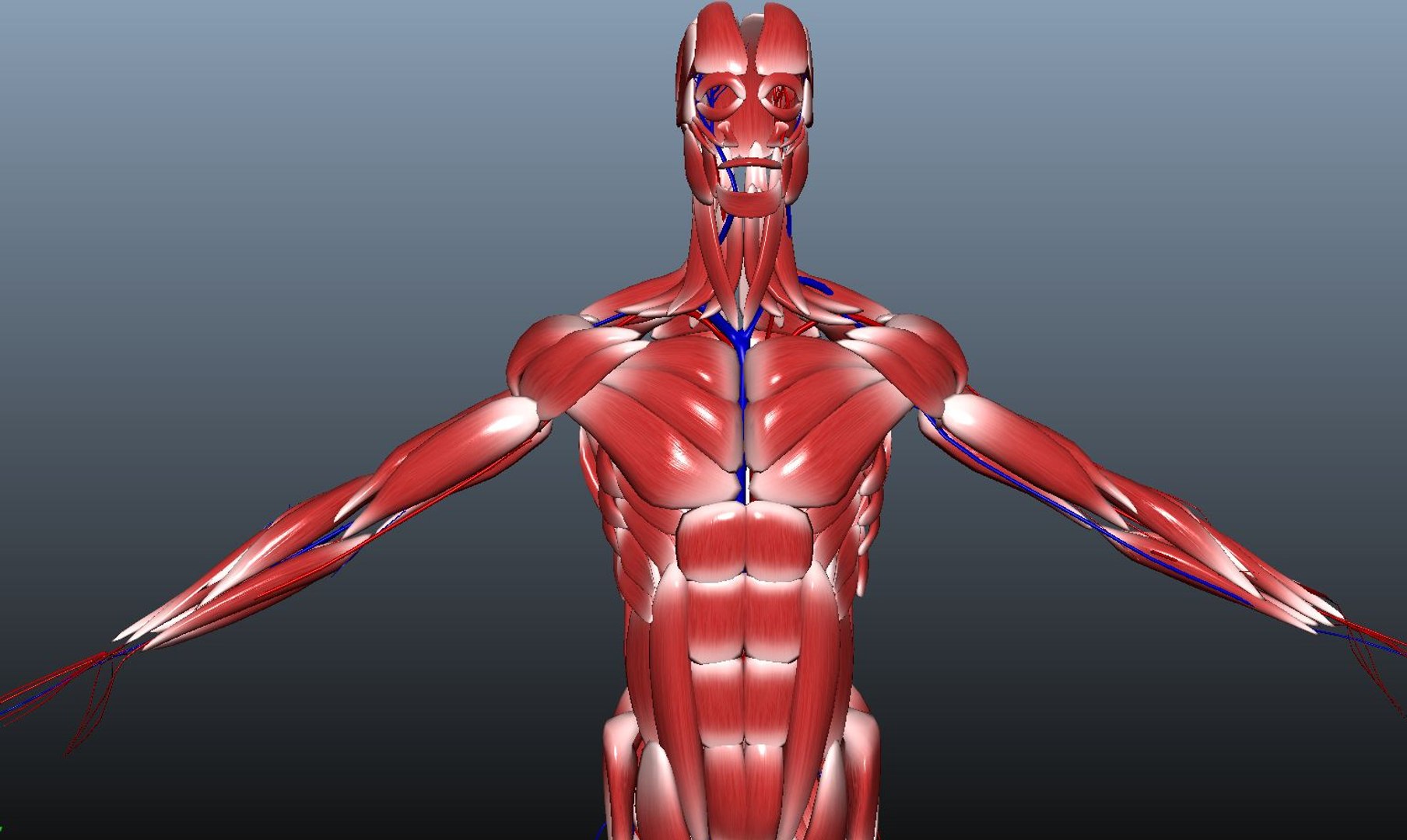 Human Anatomy 3D Model - TurboSquid 1461916