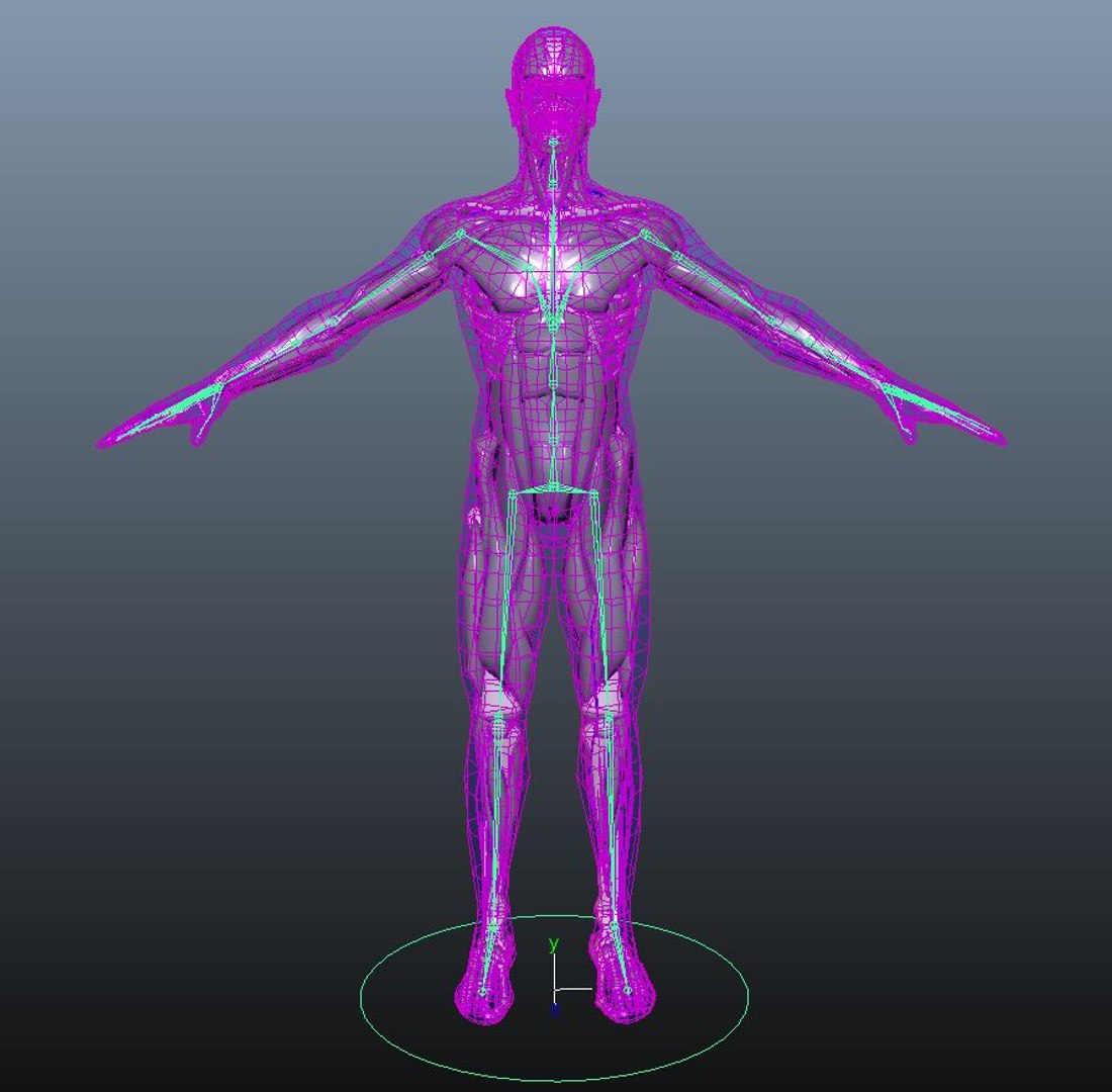 Human anatomy 3D model Biology Diagrams