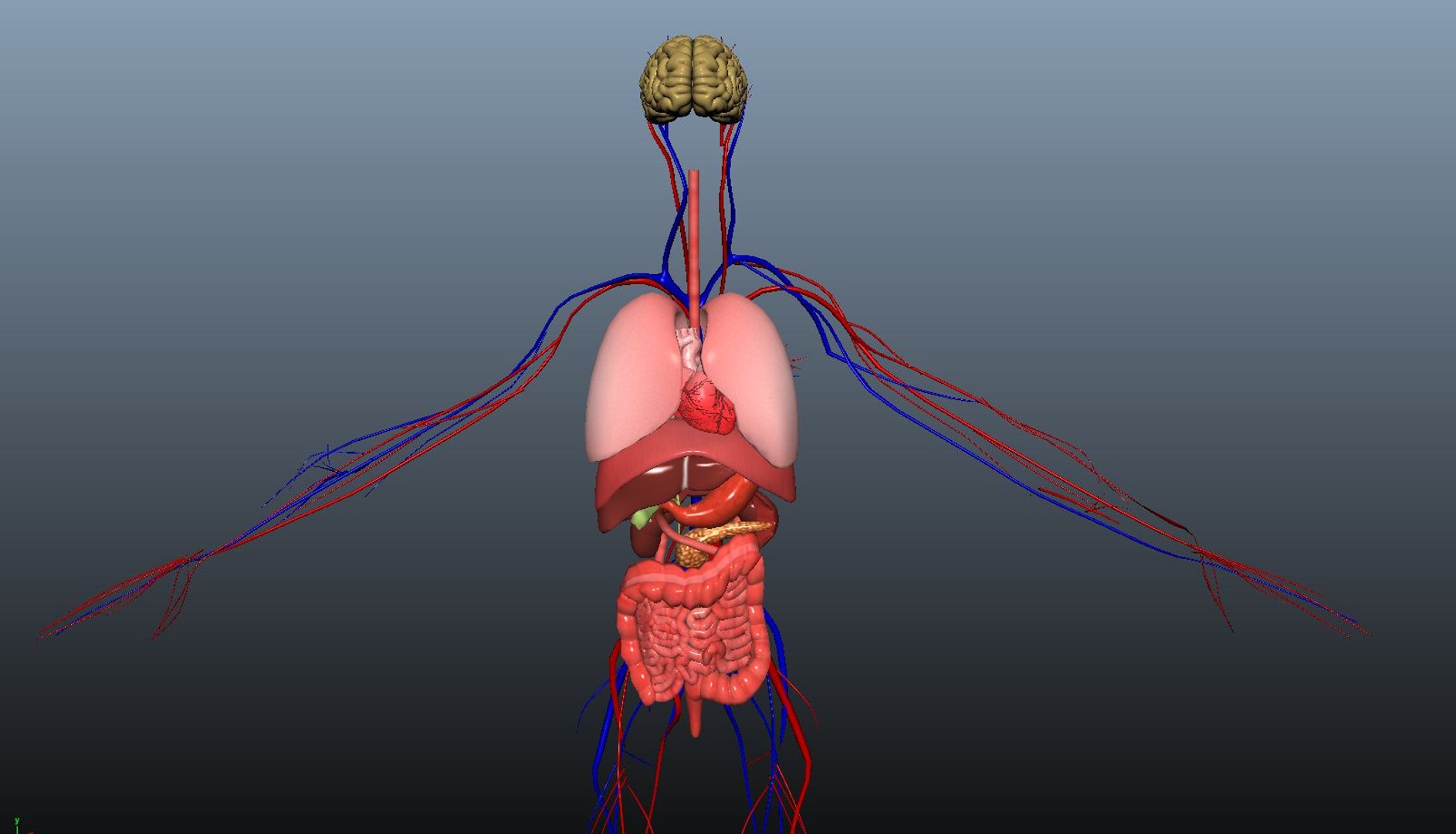 Human anatomy 3D model - TurboSquid 1461916