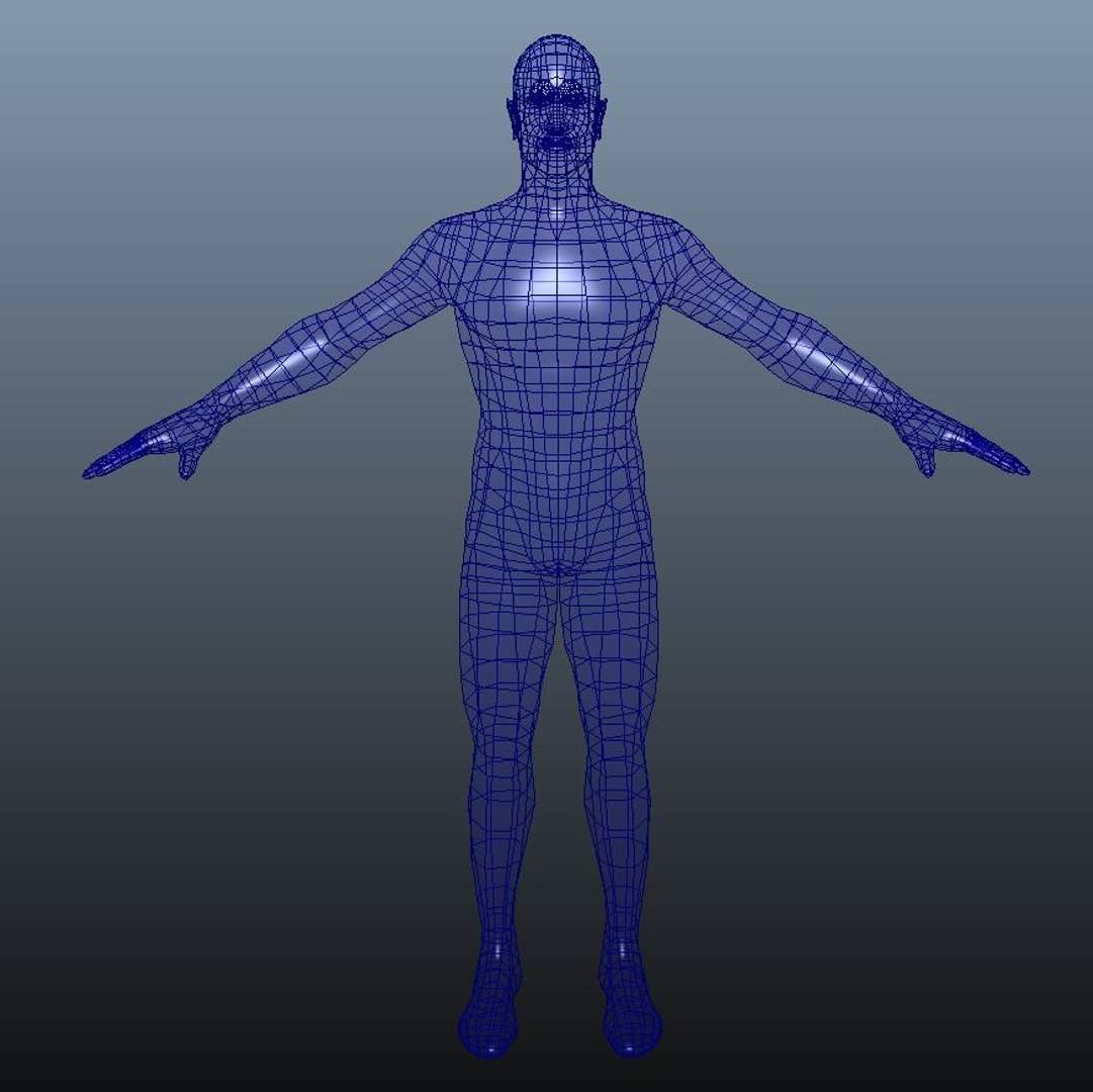 Human anatomy 3D model Biology Diagrams