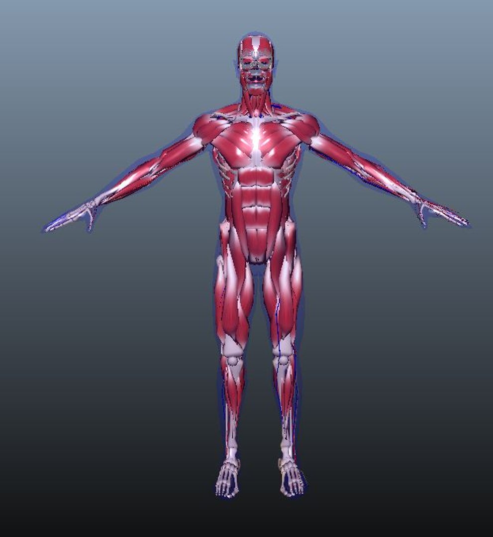 Human anatomy 3D model - TurboSquid 1461916