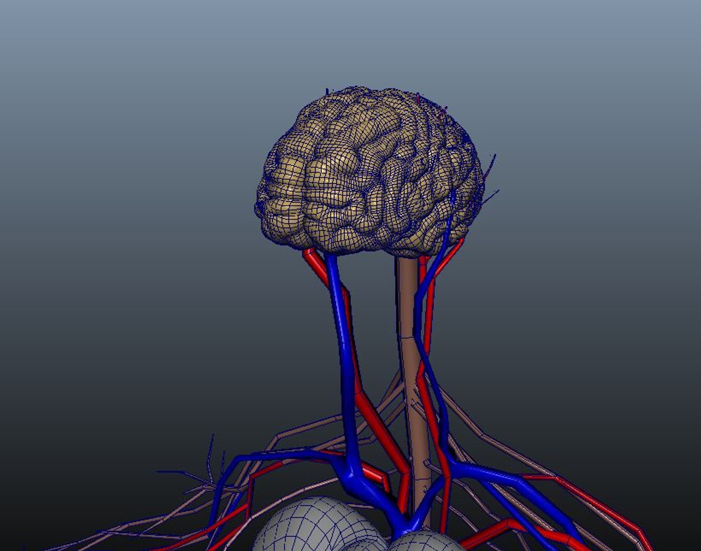 Human anatomy 3D model Biology Diagrams