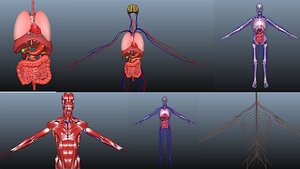 Low poly Human rigged anatomy