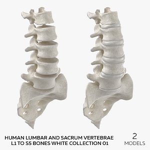 Human Lumbar and Sacrum Vertebrae L1 to S5 Bones White Collection 01  - 2 models 3D model