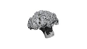 broccoli  cut 3D CT scan model 5 decimate50percent model
