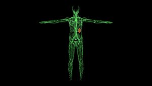 Lymphatic System