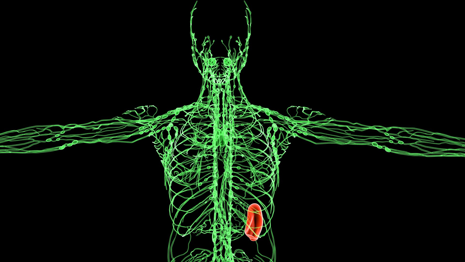 3D Lymphatic System - TurboSquid 1834788