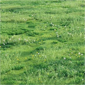 Spring meadow grass 3D