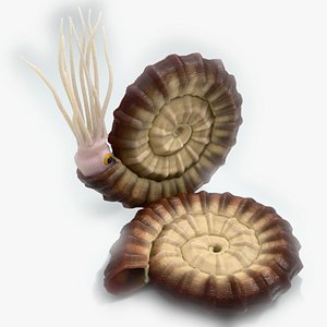 Ammonite - Ammonoids - simple