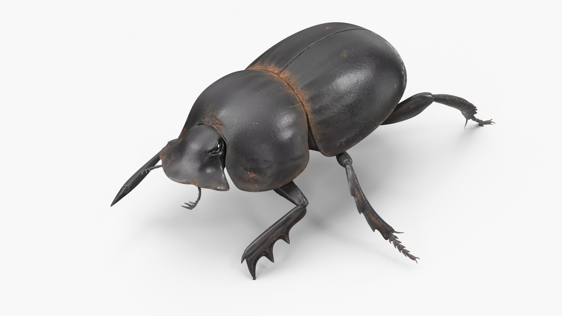 Dung Beetle Crawling Dirt 3D model preview