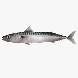 3ds mackerel fish