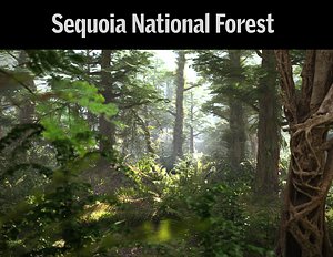 Sequoia Forest HD