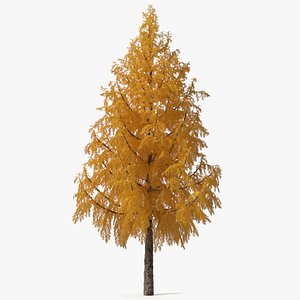 Tall Japanese Larch Tree Yellow 3D model
