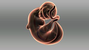 3d baby embarazo model
