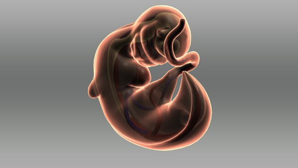 3d baby embarazo model