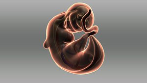 Baby_Embarazo