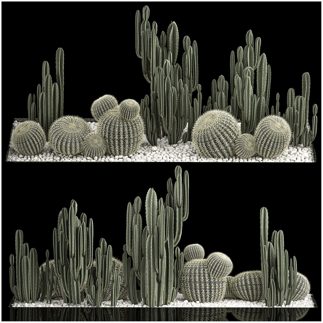 3D Plants Desert Flowerbed With Cactus - TurboSquid 1908605