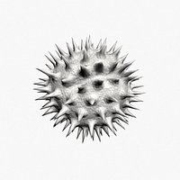 Helianthus pollen