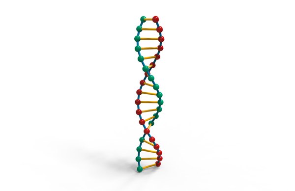 Molécula de DNA Modelo 3D - TurboSquid 1473852