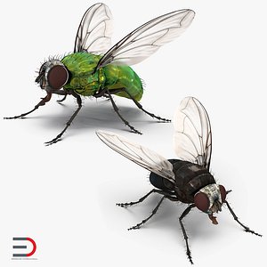 3D rigged flies