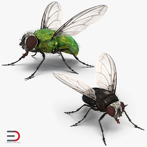 Rigged Flies 3D Models Collection