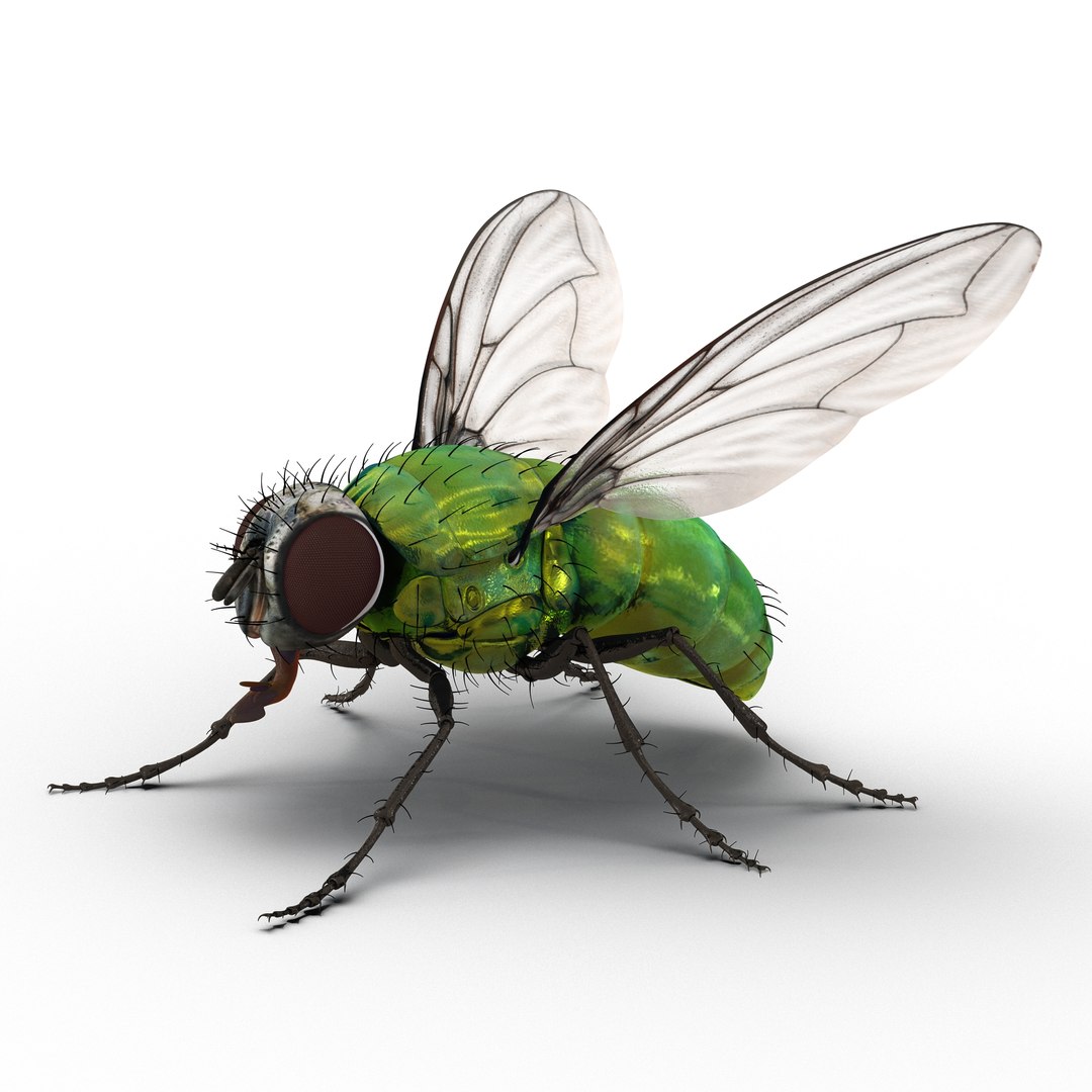 3D Rigged Flies - TurboSquid 1197243
