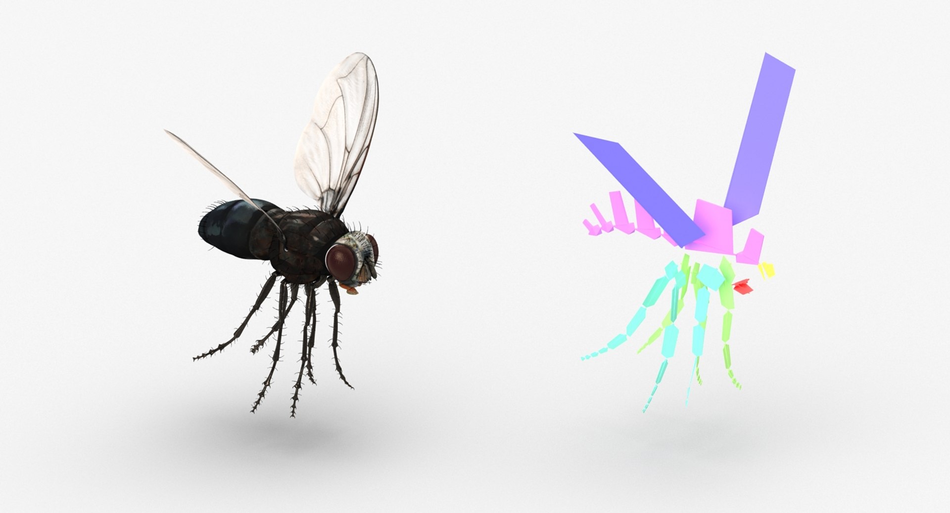3D Rigged Flies - TurboSquid 1197243