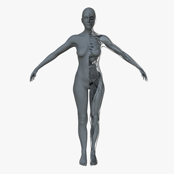ultimate female anatomy project ma