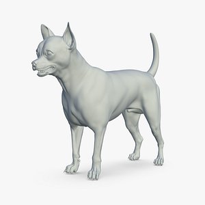 Chihuahua