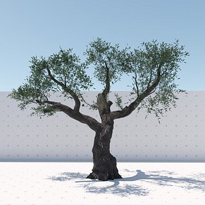 Olive Tree