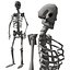 3D Rigged Human Skeleton