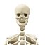 3D Rigged Human Skeleton