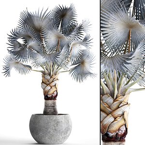 Bismarckia nobilis