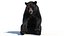 3D Black Bear Rigged Fur model