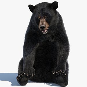 3D Black Bear Rigged Fur model