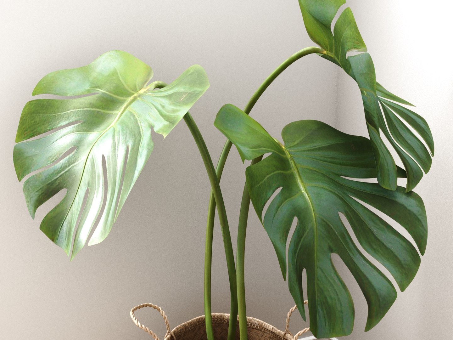 3D Model Monstera Large Leaves - TurboSquid 1347946