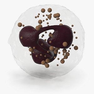 Neutrophil Blood Cell 3D model