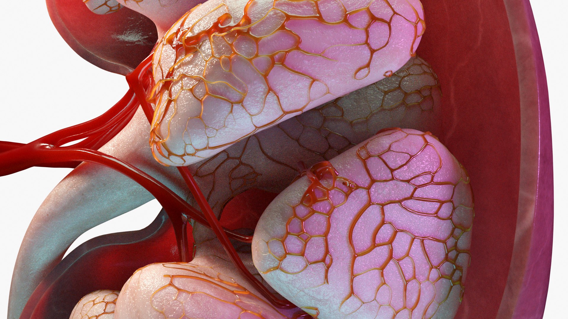 Kidney Model - TurboSquid 1904752