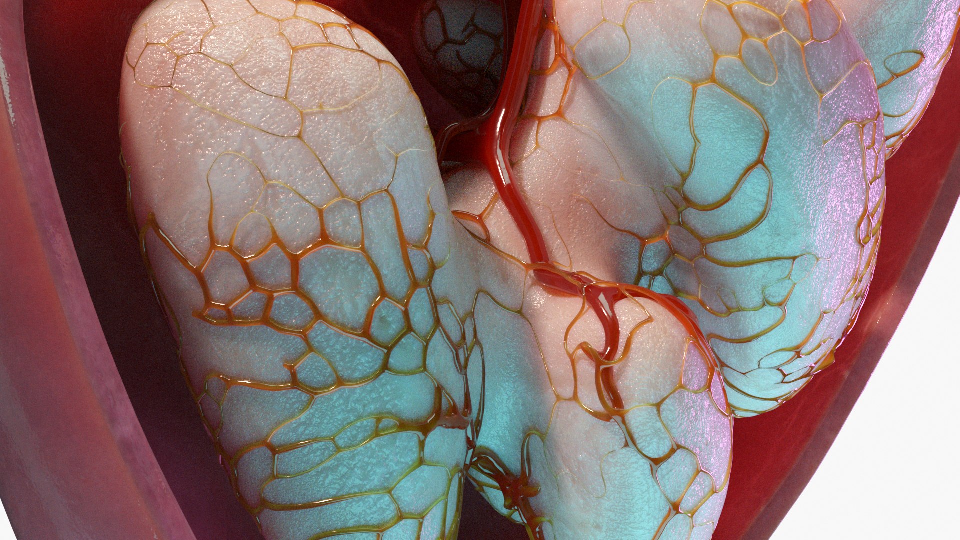 Kidney Model - TurboSquid 1904752