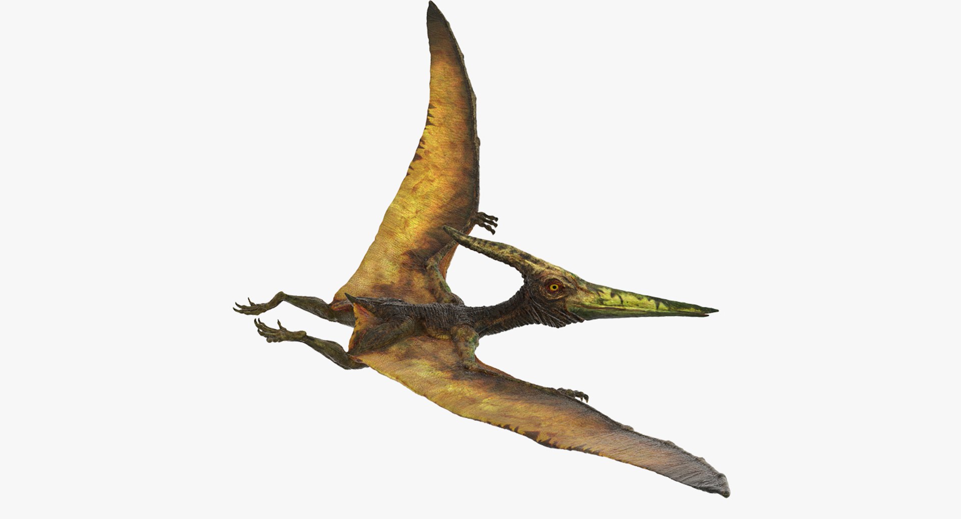 Pteranodon Flying Carnivorous Reptile Flying Pose 3D model preview