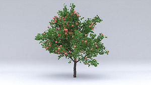 malus summer hight 3D