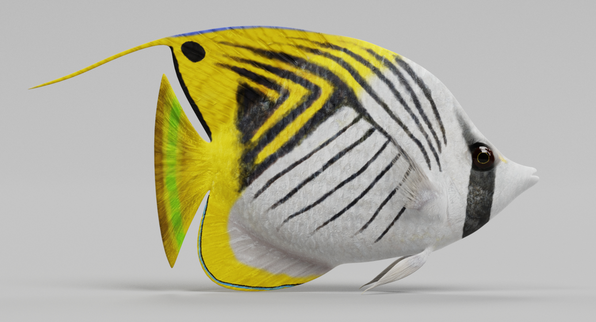 3D threadfin butterflyfish https://p.turbosquid.com/ts-thumb/GG/m3tzxr/LVITWBYw/0001/png/1517225609/1920x1080/turn_fit_q99/f9fd353ee4a95a3254e2b468fb6be15b303562f9/0001-1.jpg